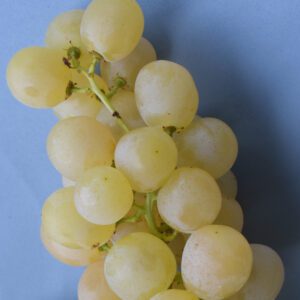 Rasin blanc