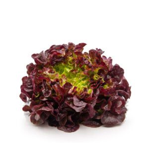 Feuille de chêne rouge