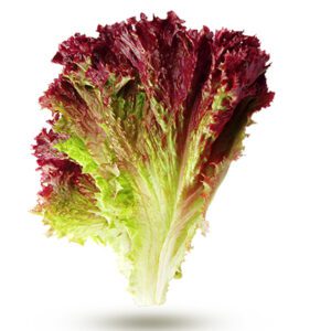 Laitue feuille de chêne