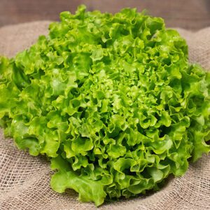 Salade-batavia-verte