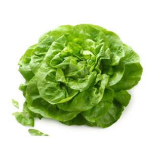 Salade pommée verte