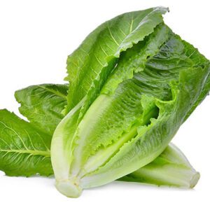 Laitue-romaine