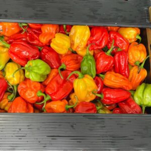 PIMENT AFRICAN Honduras 500G